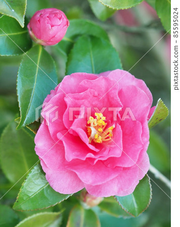 Winter image (Sasanqua) 85595024