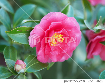 Winter image (Sasanqua) Winter image (Sasanqua) 85595026
