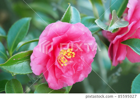 冬天的形象(Sasanqua) 冬天的形象(Sasanqua) 85595027