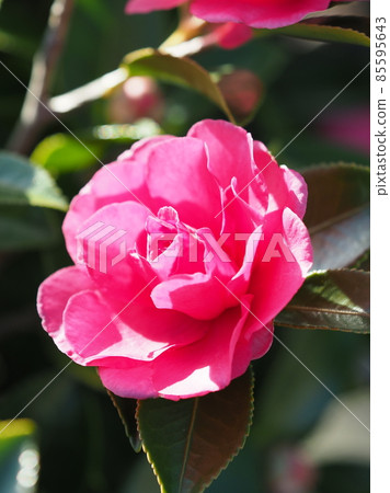 Sasanqua (Camellia sasanqua) Sasanqua (Camellia sasanqua) 85595643