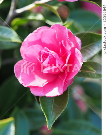 Sasanqua (Camellia sasanqua) 85595644