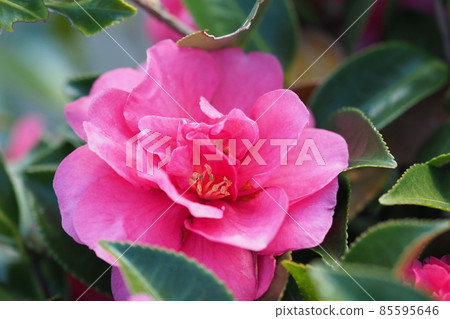 山茶花（山茶花） 85595646