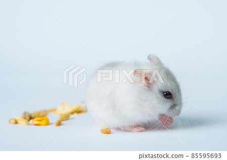 Small white hamster, on a white background. Small white hamster, on a white background. 85595693