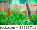 Bright tulips in the country. The first spring flowers 85595711