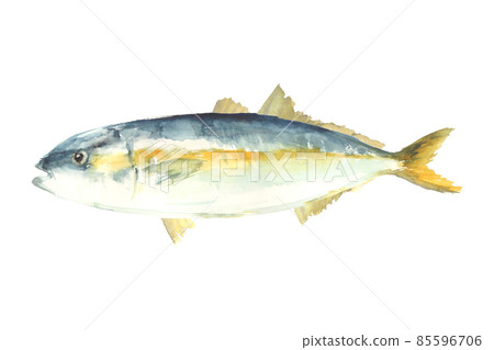 Illustration of yellowtail hamachi drawn in watercolor 85596706