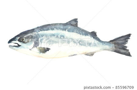 Illustration of salmon drawn in watercolor 85596709