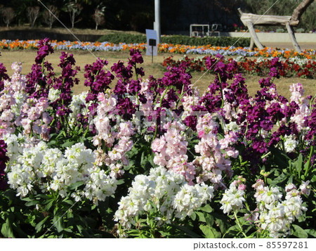 White and purple flowers in stock with long flowering season 85597281