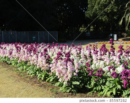 White and purple flowers in stock with long flowering season 85597282