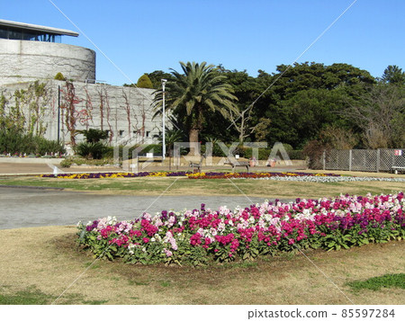 White and red flowers in stock with long flowering season 85597284