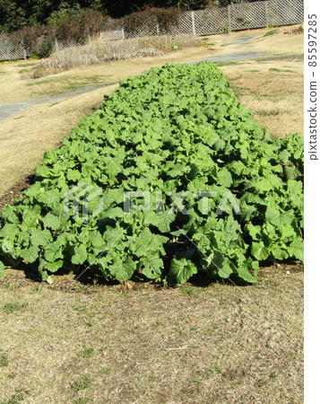 Cold-blooming flower vegetables that are not likely to bloom yet 85597285