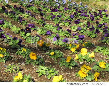 Cute orange and purple flowers are viola flowers Cute orange and purple flowers are viola flowers 85597290
