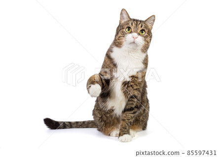 Large and serious grey cat 85597431