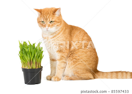 Big red cat and cat grass in a pot 85597433