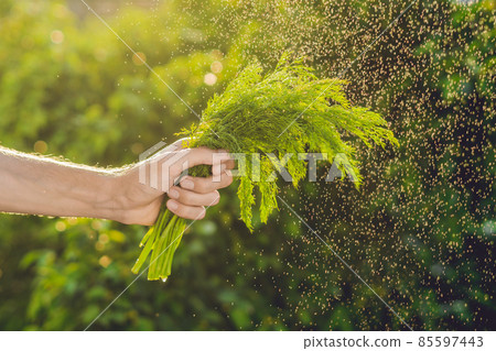 Bunch of fennel in a hand of a man with a splashes of water in air. 85597443
