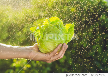 Bunch of lettuce in a hand of a man with a splashes of water in air Bunch of lettuce in a hand of a man with a splashes of water in air 85597492