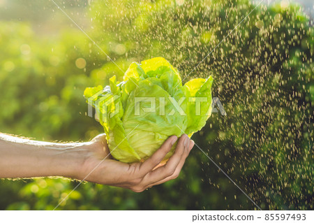 Bunch of lettuce in a hand of a man with a splashes of water in air 85597493