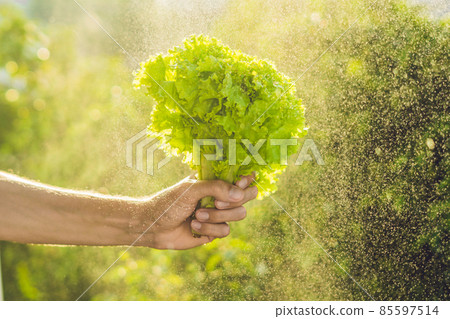 Bunch of lettuce in a hand of a man with a splashes of water in air 85597514