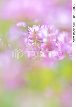 黃芪花 85598072