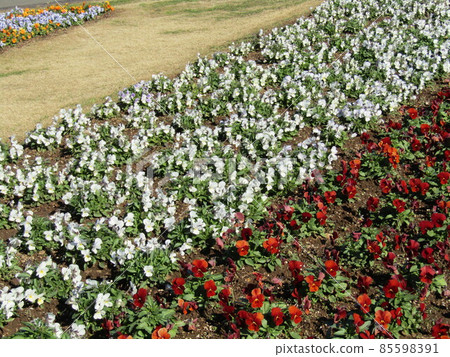 Cute white and red flowers are viola flowers Cute white and red flowers are viola flowers 85598391