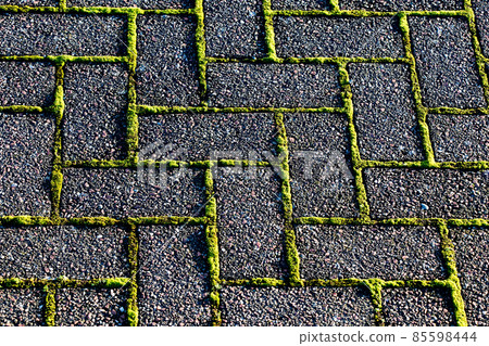 Moss Growing Between Concrete Paving Blocks on a Patio Moss Growing Between Concrete Paving Blocks on a Patio 85598444