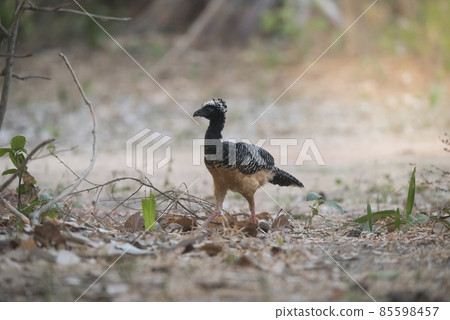 Bare faced Curassow, in a jungle environment, Pantanal Brazil Bare faced Curassow, in a jungle environment, Pantanal Brazil 85598457