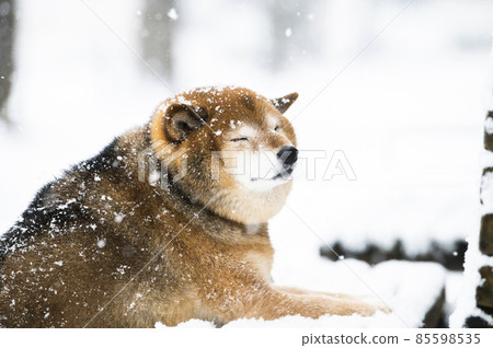 可愛的柴犬 可愛的柴犬 85598535