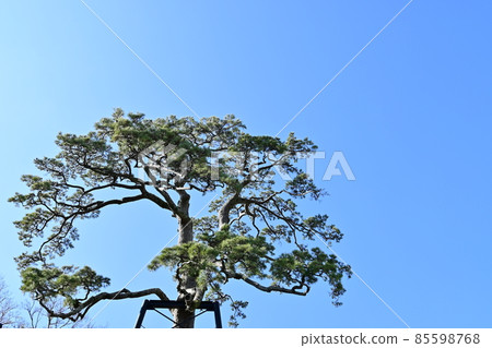 小田原城和常盤和門附近的松樹 85598768