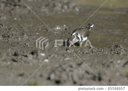 Three banded plover, Africa Three banded plover, Africa 85598937