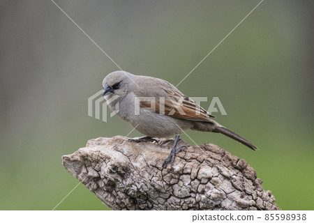 Bay winged Cowbird Bay winged Cowbird 85598938