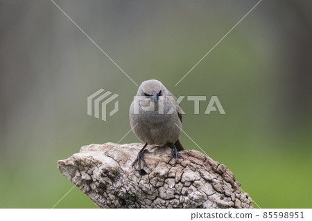 Bay winged Cowbird 85598951