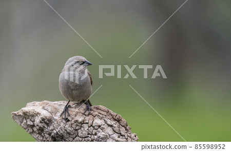 Bay winged Cowbird Bay winged Cowbird 85598952