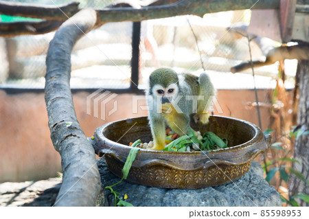 Lemurs Five Colors eating the Food Lemurs Five Colors eating the Food 85598953
