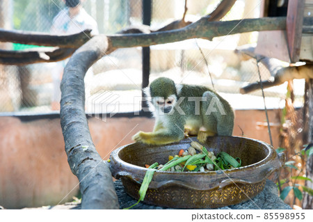 Lemurs Five Colors eating the Food Lemurs Five Colors eating the Food 85598955