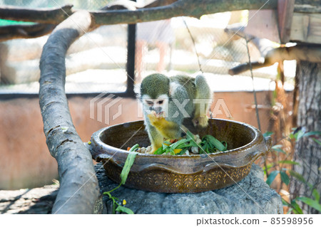 Lemurs Five Colors eating the Food Lemurs Five Colors eating the Food 85598956