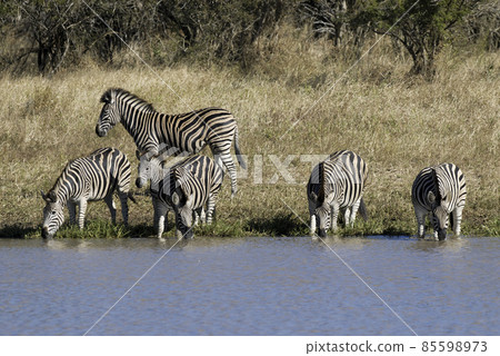 Herd of zebras in the African savannah 85598973
