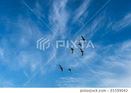 一群野鳥在晴朗的天空中飛翔 一群野鳥在晴朗的天空中飛翔 85599042