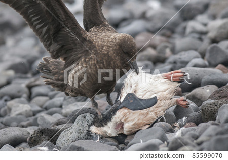 Antartic skua, , , Antartic 85599070