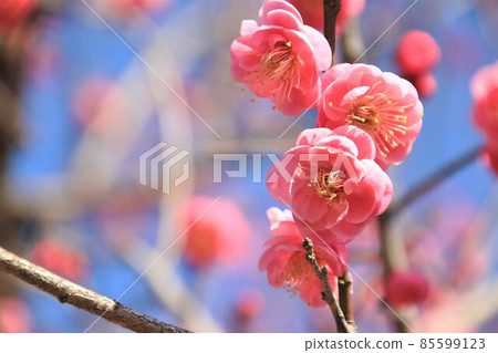 Plum blossom red plum 85599123