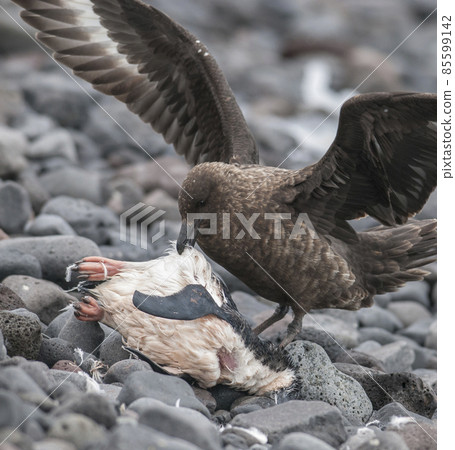 Antartic skua, ,, Antartic peninsula Antartic skua, ,, Antartic peninsula 85599142
