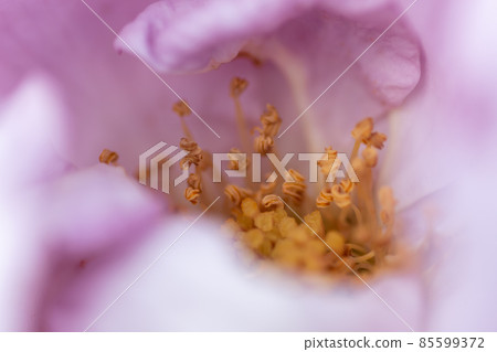 Roses in Nakanoshima Park, Osaka Prefecture 85599372