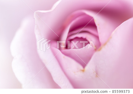 大阪府中之島公園的粉紅玫瑰 85599373