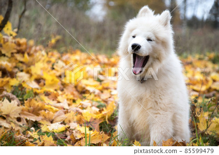 A cute Samoyed puppy yawns against the background of autumn leaves. A cute Samoyed puppy yawns against the background of autumn leaves. 85599479