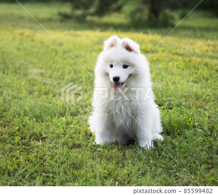 A cute little Samoyed puppy is sitting on the grass. 85599482