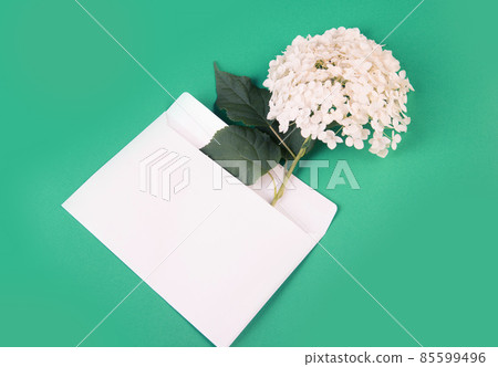 A hydrangea branch falls out of a white paper envelope onto a green paper background. 85599496