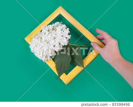 A woman's hand holds a yellow wooden frame with a hydrangea branch. 85599498