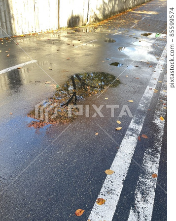 雨後秋葉 雨後秋葉 85599574