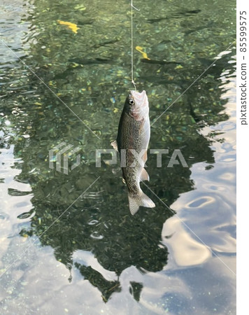 Fishing and rainbow trout Fishing and rainbow trout 85599575
