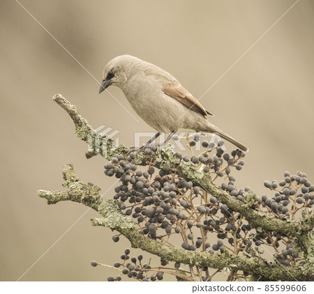 Bay winged Cowbird 85599606