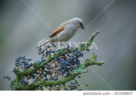 Bay winged Cowbird Bay winged Cowbird 85599607