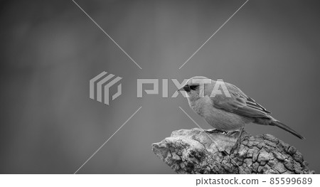 Bay winged Cowbird Bay winged Cowbird 85599689